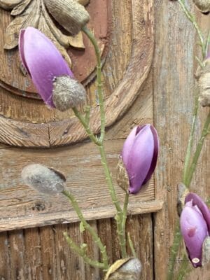 Magnolia gałązka ciemny róż