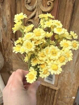 Rumianki-bukiecik 6 szt żółte