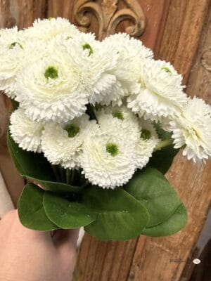 Stokrotka - kpl.6 szt biała