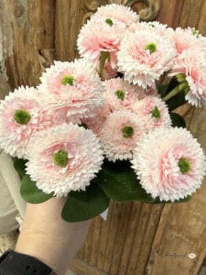 Stokrotka - kpl.6 szt, jasny róż